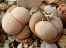 Lithops ruschiorum v. ruschiorum